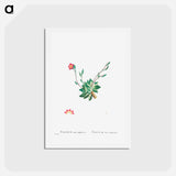 アートポストカード-Talinum Anacampseros - ピエール ジョゼフ ルドゥーテ Postcard.