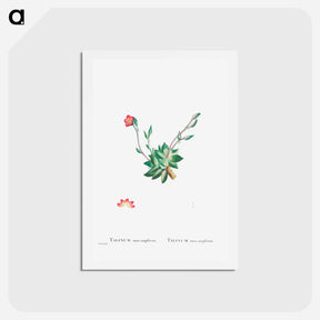 アートポストカード-Talinum Anacampseros - ピエール ジョゼフ ルドゥーテ Postcard.