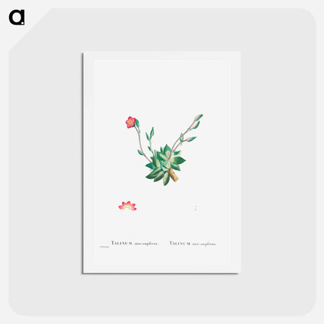 アートポストカード-Talinum Anacampseros - ピエール ジョゼフ ルドゥーテ Postcard.