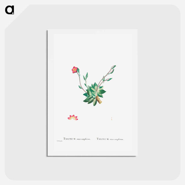 アートポストカード-Talinum Anacampseros - ピエール ジョゼフ ルドゥーテ Postcard.