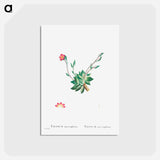 アートポストカード-Talinum Anacampseros - ピエール ジョゼフ ルドゥーテ Postcard.