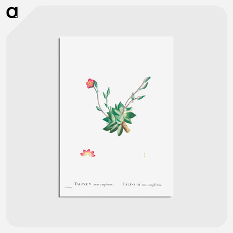 アートポストカード-Talinum Anacampseros - ピエール ジョゼフ ルドゥーテ Postcard.