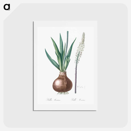 アートポストカード-Drimia - ピエール ジョゼフ ルドゥーテ Postcard.