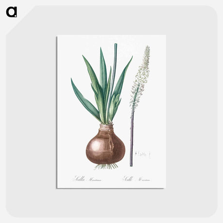 アートポストカード-Drimia - ピエール ジョゼフ ルドゥーテ Postcard.