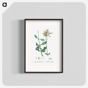アートポスター-Kalanchoe Aegyptiaca (Kalanchoe) - ピエール ジョゼフ ルドゥーテ Poster.