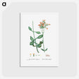 アートポストカード-Kalanchoe Aegyptiaca (Kalanchoe) - ピエール ジョゼフ ルドゥーテ Postcard.