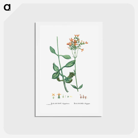 アートポストカード-Kalanchoe Aegyptiaca (Kalanchoe) - ピエール ジョゼフ ルドゥーテ Postcard.