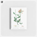 Kalanchoe Aegyptiaca (Kalanchoe) - ピエール ジョゼフ ルドゥーテ Memo.