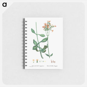 アートメモ帳-Kalanchoe Aegyptiaca (Kalanchoe) - ピエール ジョゼフ ルドゥーテ Memo.