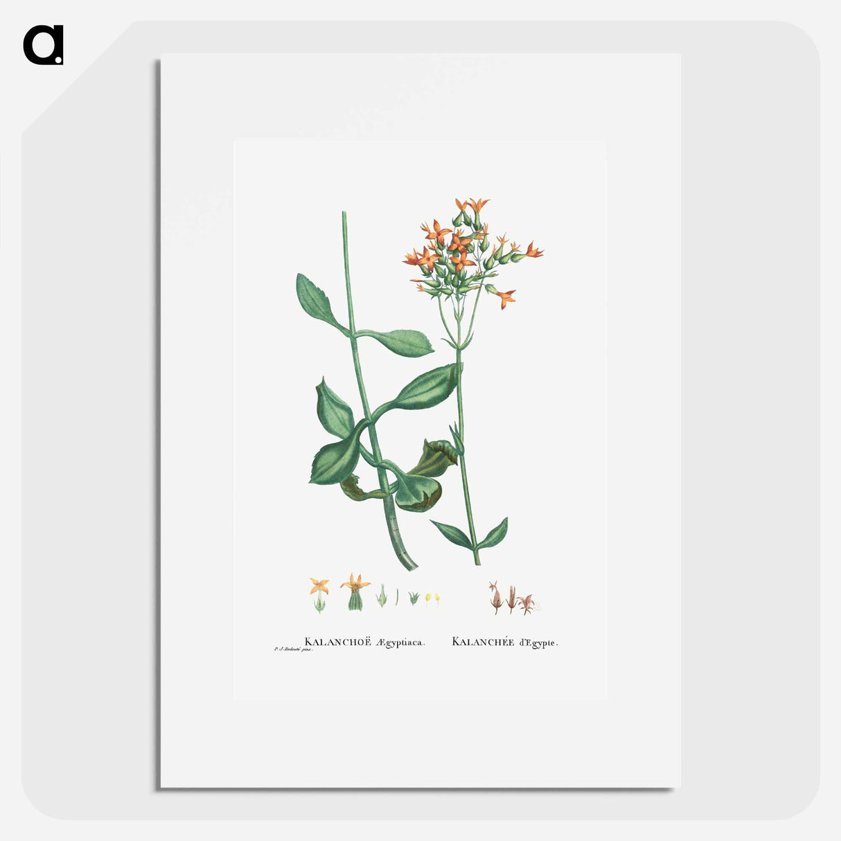 Kalanchoe Aegyptiaca (Kalanchoe) - ピエール ジョゼフ ルドゥーテ Poster.