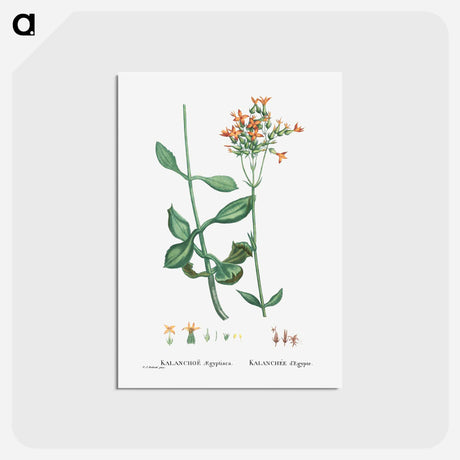 アートポストカード-Kalanchoe Aegyptiaca (Kalanchoe) - ピエール ジョゼフ ルドゥーテ Postcard.