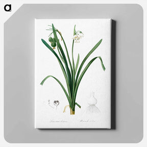 アートパネル-Summer snowflake illustration - ピエール ジョゼフ ルドゥーテ Canvas.