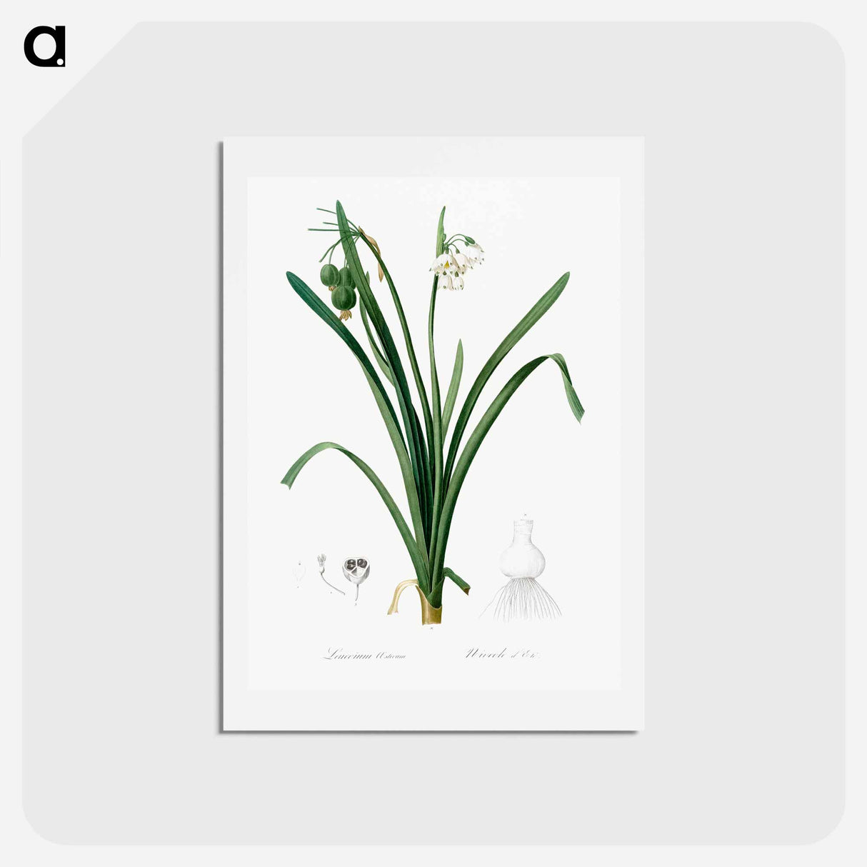 アートポストカード-Summer snowflake illustration - ピエール ジョゼフ ルドゥーテ Postcard.