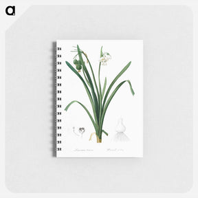 アートメモ帳-Summer snowflake illustration - ピエール ジョゼフ ルドゥーテ Memo.
