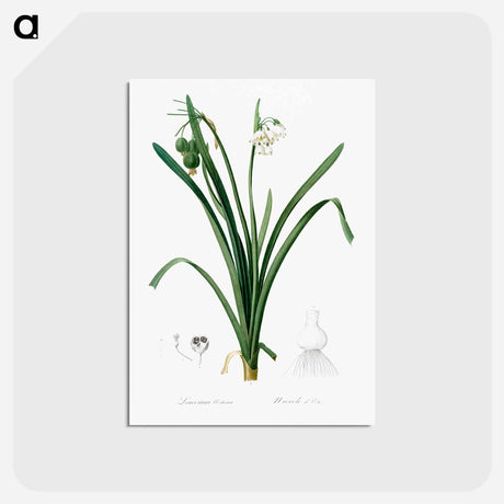 アートポストカード-Summer snowflake illustration - ピエール ジョゼフ ルドゥーテ Postcard.