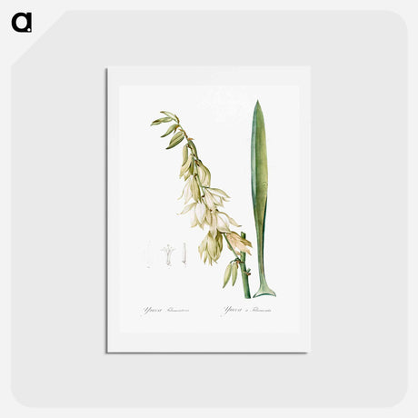 アートポストカード-Adam's needle - ピエール ジョゼフ ルドゥーテ Postcard.