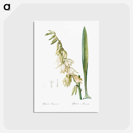 アートポストカード-Adam's needle - ピエール ジョゼフ ルドゥーテ Postcard.