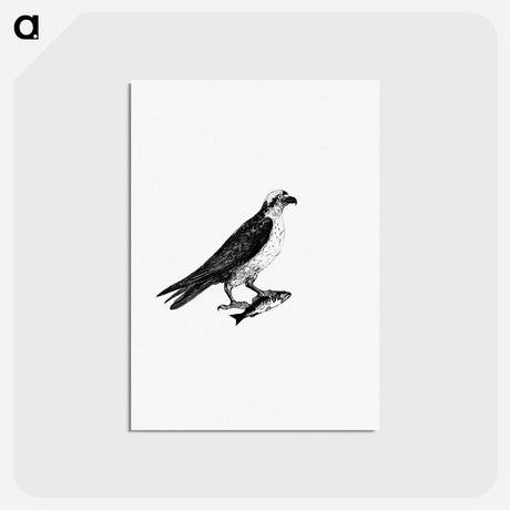 アートポストカード-Water Eagle
 - 大英図書館 Postcard.