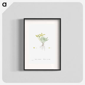 アートポスター-Sedum Sexangulare (Tasteless Stonecrop) - ピエール ジョゼフ ルドゥーテ Poster.