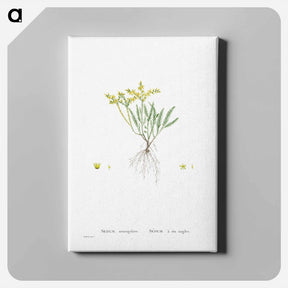 アートパネル-Sedum Sexangulare (Tasteless Stonecrop) - ピエール ジョゼフ ルドゥーテ Canvas.
