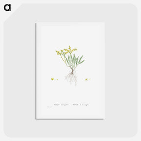 アートポストカード-Sedum Sexangulare (Tasteless Stonecrop) - ピエール ジョゼフ ルドゥーテ Postcard.