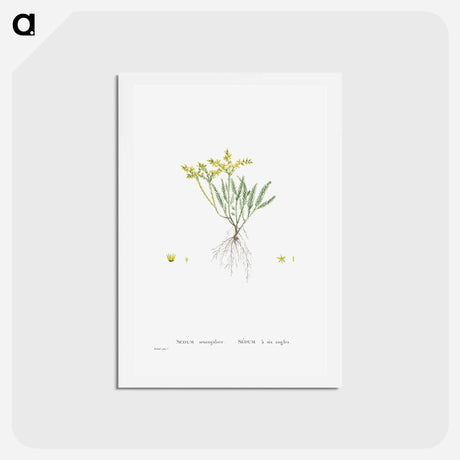 アートポストカード-Sedum Sexangulare (Tasteless Stonecrop) - ピエール ジョゼフ ルドゥーテ Postcard.