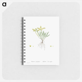 アートメモ帳-Sedum Sexangulare (Tasteless Stonecrop) - ピエール ジョゼフ ルドゥーテ Memo.
