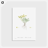 アートポストカード-Sedum Sexangulare (Tasteless Stonecrop) - ピエール ジョゼフ ルドゥーテ Postcard.