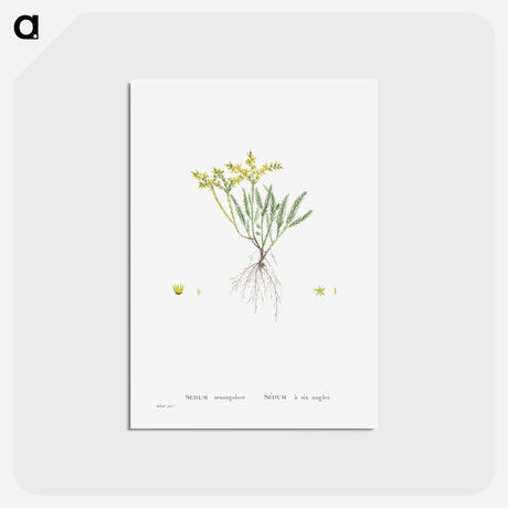 アートポストカード-Sedum Sexangulare (Tasteless Stonecrop) - ピエール ジョゼフ ルドゥーテ Postcard.