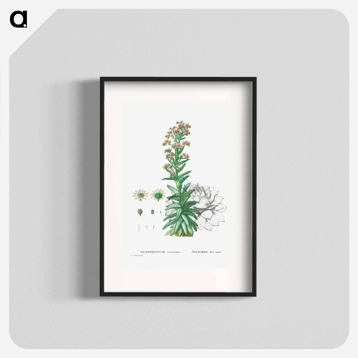 Sempervivum Tectorum (Common Houseleek) - Pierre Joseph Redouté Poster.