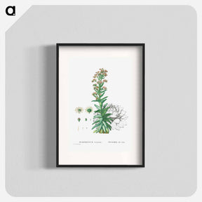 アートポスター-Sempervivum Tectorum (Common Houseleek) - ピエール ジョゼフ ルドゥーテ Poster.
