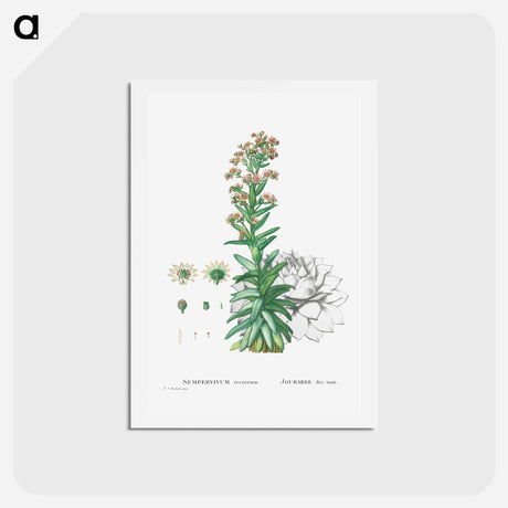 アートポストカード-Sempervivum Tectorum (Common Houseleek) - ピエール ジョゼフ ルドゥーテ Postcard.