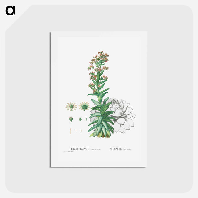 アートポストカード-Sempervivum Tectorum (Common Houseleek) - ピエール ジョゼフ ルドゥーテ Postcard.