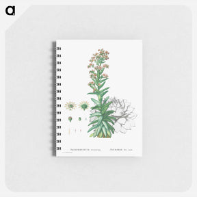 アートメモ帳-Sempervivum Tectorum (Common Houseleek) - ピエール ジョゼフ ルドゥーテ Memo.