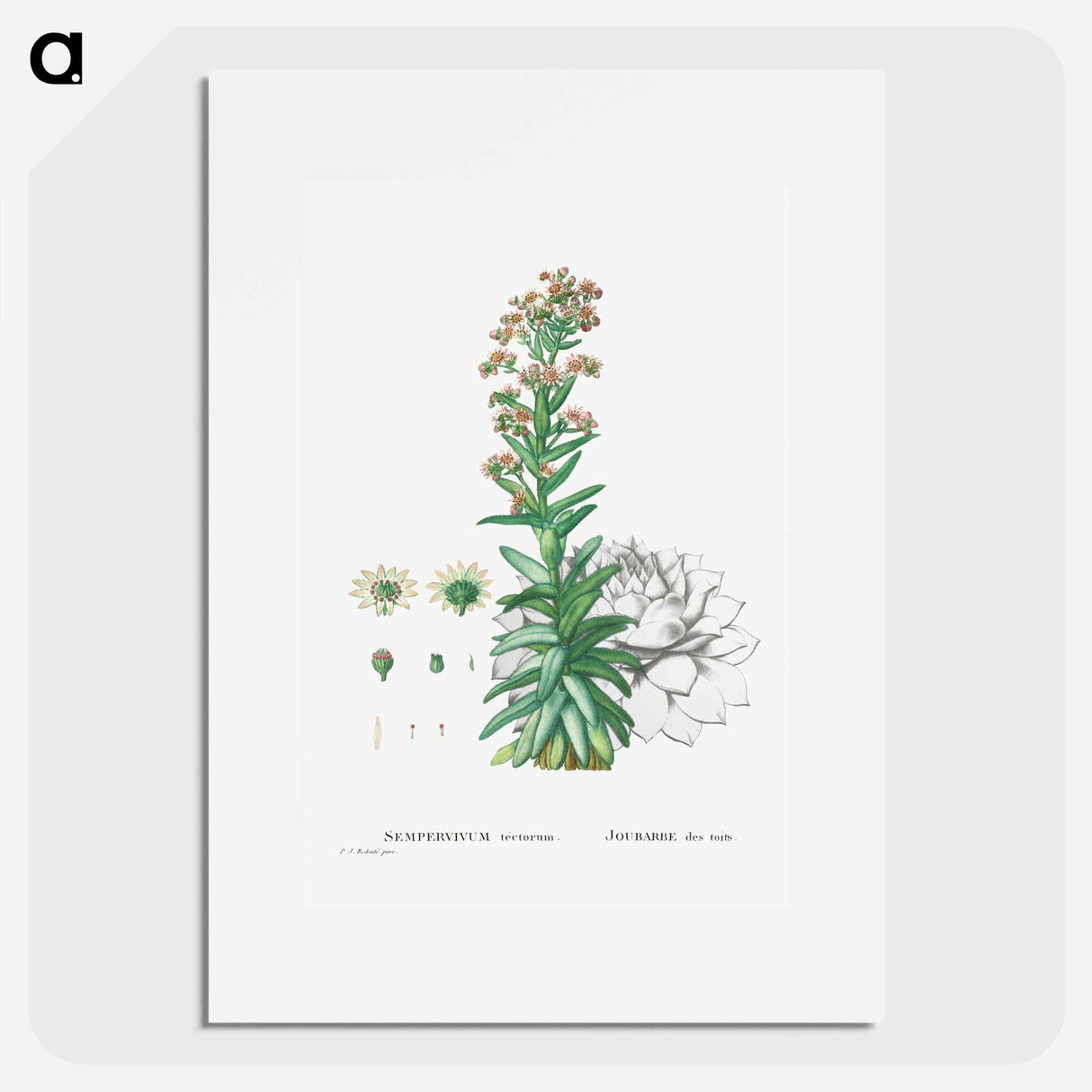 Sempervivum Tectorum (Common Houseleek) - ピエール ジョゼフ ルドゥーテ Poster.