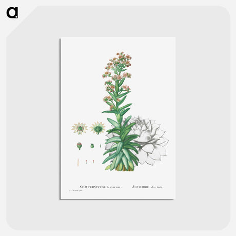 アートポストカード-Sempervivum Tectorum (Common Houseleek) - ピエール ジョゼフ ルドゥーテ Postcard.