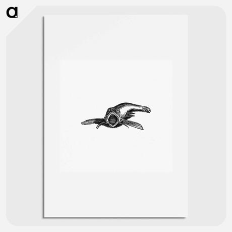 アートポスター-Aquatic Creature, from Real Sailor-Songs
 - 大英図書館 Poster.