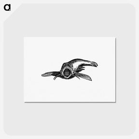アートポストカード-Aquatic Creature, from Real Sailor-Songs
 - 大英図書館 Postcard.