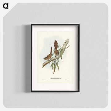 Large-tailed Wren
 - ジョン グールド Poster.