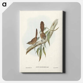 アートパネル-Large-tailed Wren
 - ジョン グールド Canvas.