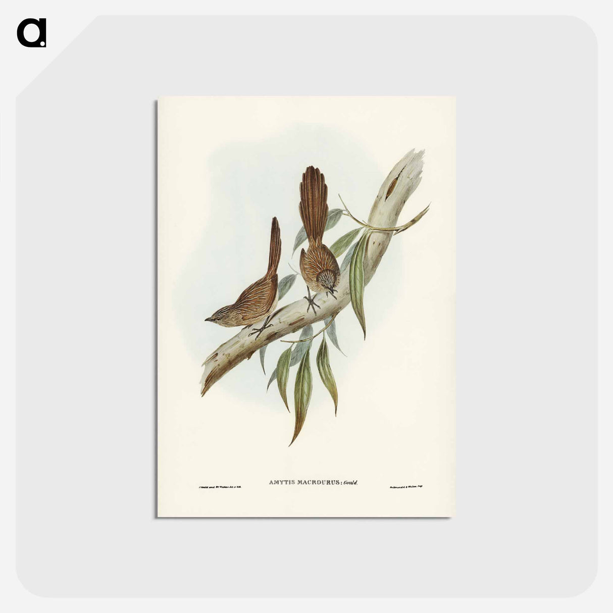 アートポストカード-Large-tailed Wren
 - ジョン グールド Postcard.
