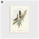 アートポストカード-Large-tailed Wren
 - ジョン グールド Postcard.