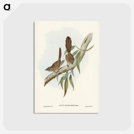 アートポストカード-Large-tailed Wren
 - ジョン グールド Postcard.