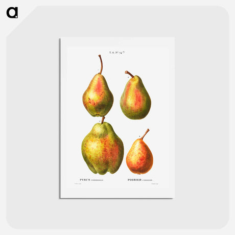 アートポストカード-4 more varities of pears - ピエール ジョゼフ ルドゥーテ Postcard.