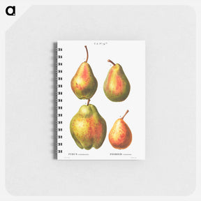 アートメモ帳-4 more varities of pears - ピエール ジョゼフ ルドゥーテ Memo.
