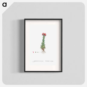 アートポスター-Sempervivum Montanum (Mountain ouseleek) - ピエール ジョゼフ ルドゥーテ Poster.