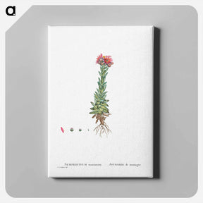 アートパネル-Sempervivum Montanum (Mountain ouseleek) - ピエール ジョゼフ ルドゥーテ Canvas.