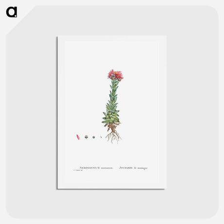 アートポストカード-Sempervivum Montanum (Mountain ouseleek) - ピエール ジョゼフ ルドゥーテ Postcard.