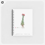 Sempervivum Montanum (Mountain ouseleek) - ピエール ジョゼフ ルドゥーテ Memo.