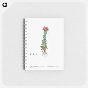 アートメモ帳-Sempervivum Montanum (Mountain ouseleek) - ピエール ジョゼフ ルドゥーテ Memo.